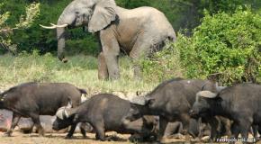 Malemba Nkulu : les éléphants continuent de dévaster les champs