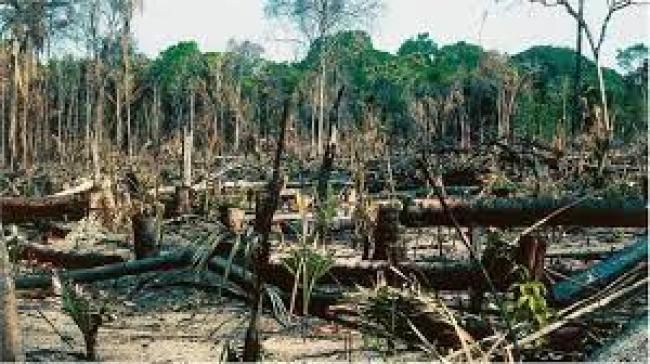 Environnement : DEFORESTATION AU KONGO CENTRAL, LA SITUATION DEVIENT ALARMANTE ET INQUIETANTE