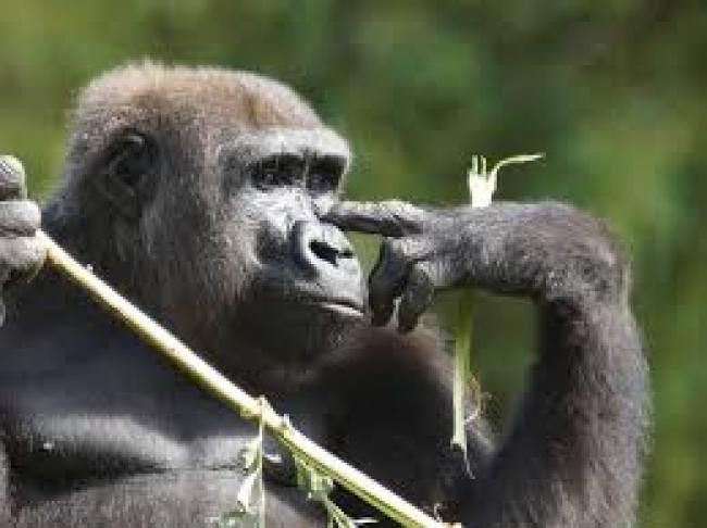 Conservation : SCANDALE A L’ICCN : LE DGA a.i. DENONCE LE DETOURNEMENT A CIEL OUVERT ET LE CLIENTELISME DANS LA GESTION DE CETTE INSTITUTION