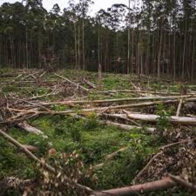 Forêt : GREENPEACE AFRIQUE APPELLE A NOUVEAU LE PRESIDENT FELIX TSHISEKEDI A ORDONNER UNE ENQUETE JUDICIAIRE SUR LES RESPONSABLES DU PILLAGE DE LA FORET CONGOLAISE